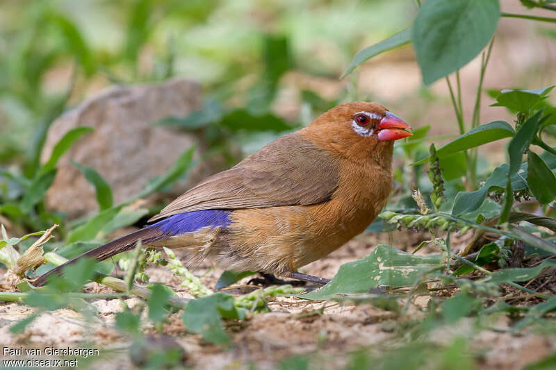 Cordonbleu violacé femelle adulte nuptial, identification