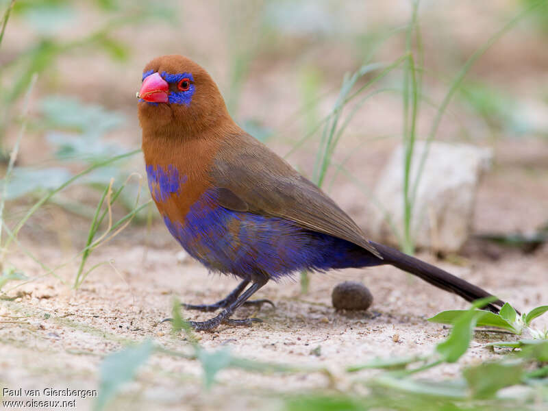 Purple Grenadier male adult, identification