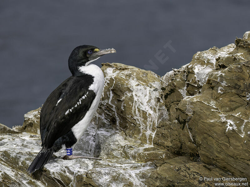 New Zealand King Shagadult