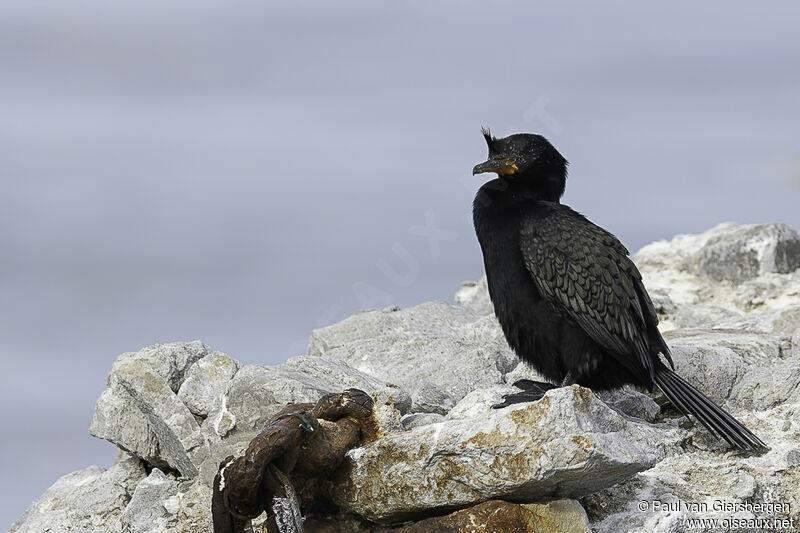 Cormoran couronnéadulte