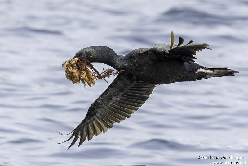 Cormoran de Foveauxadulte