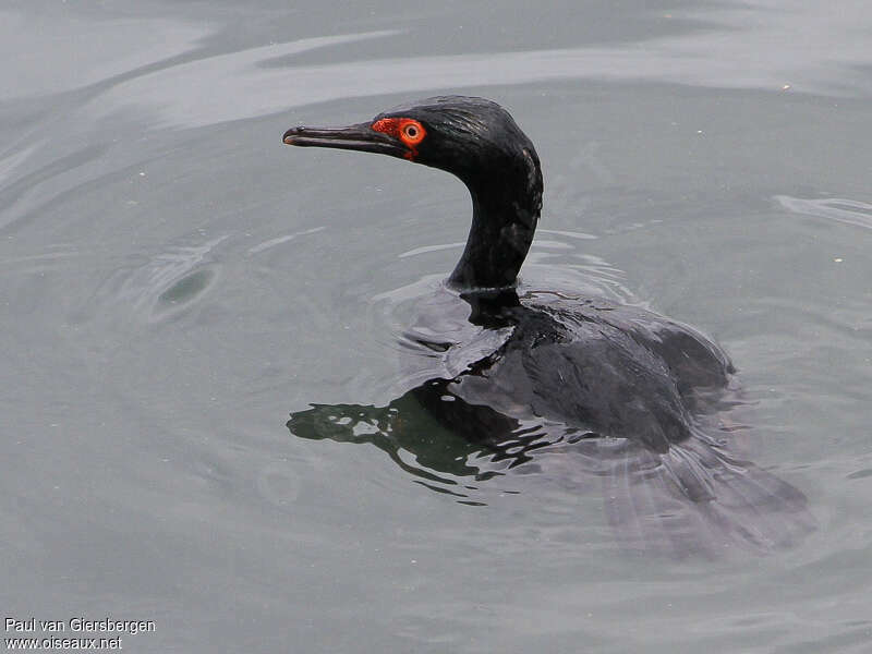 Cormoran de Magellanadulte, nage