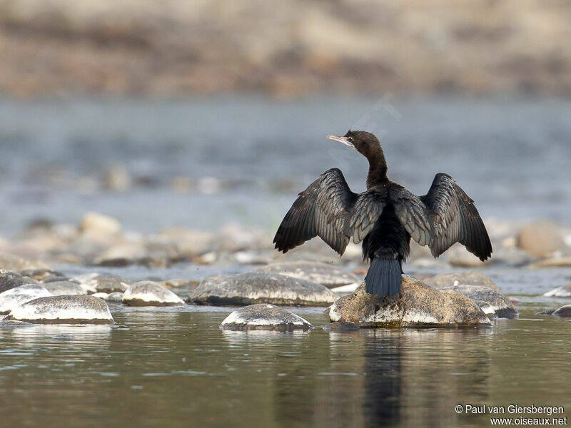 Cormoran de Vieillot