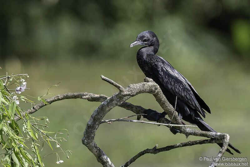 Little Cormorantadult