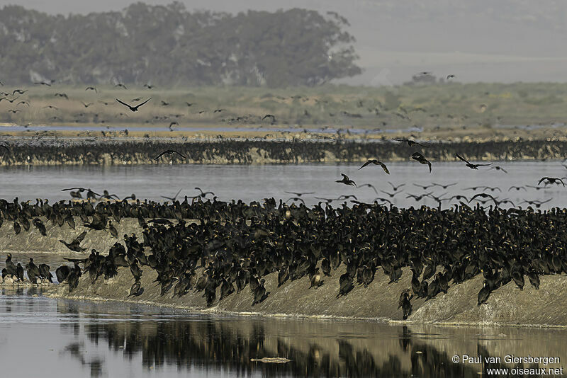 Cape Cormorant