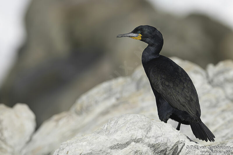 Cormoran du Capadulte