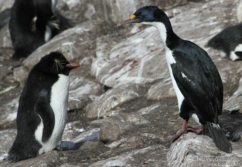 Cormoran impérial