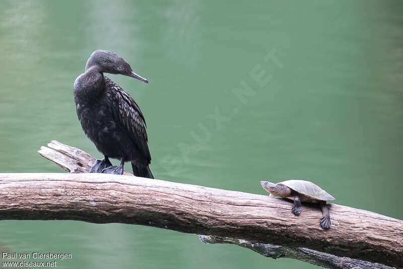 Little Black Cormorantadult, habitat