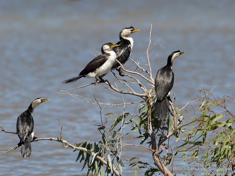 Little Pied Cormorant