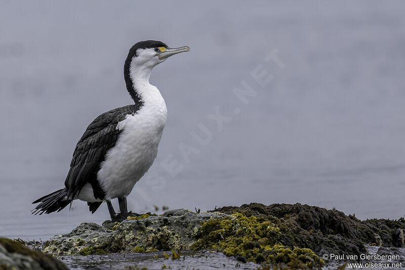 Australian Pied Cormorantadult