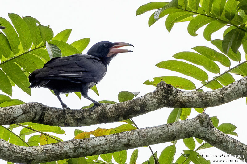 White-billed Crowadult