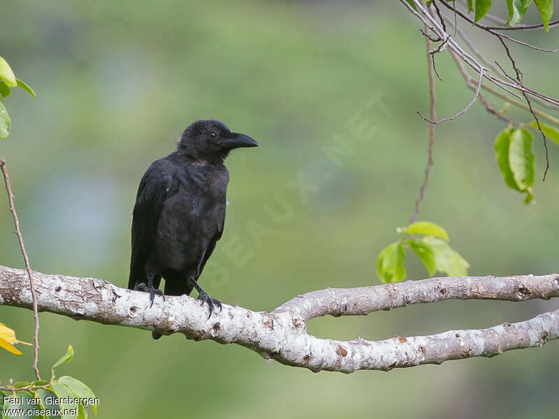 Slender-billed Crow