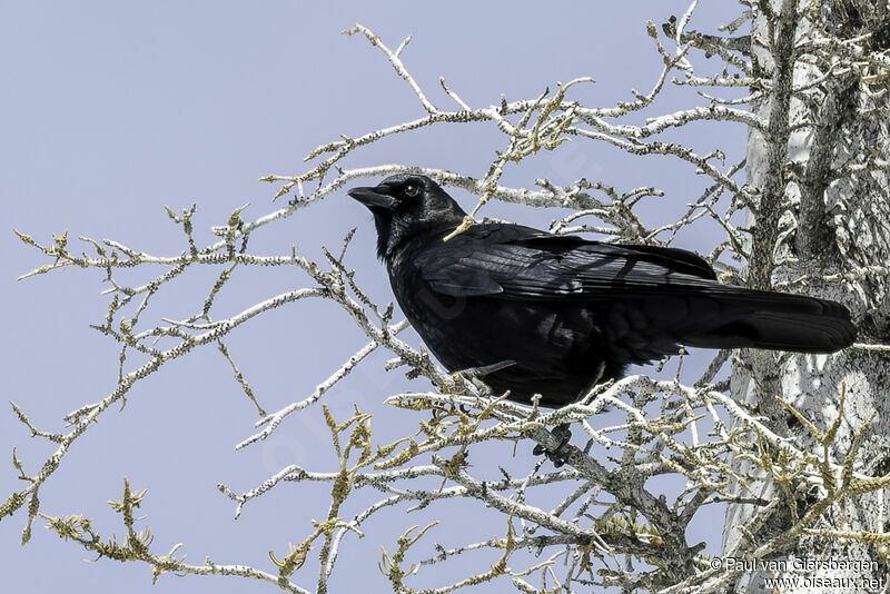 American Crowadult