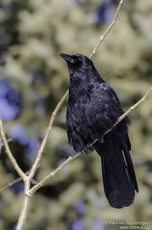 American Crowadult