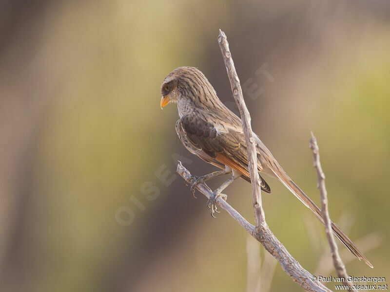 Yellow-billed Shrike