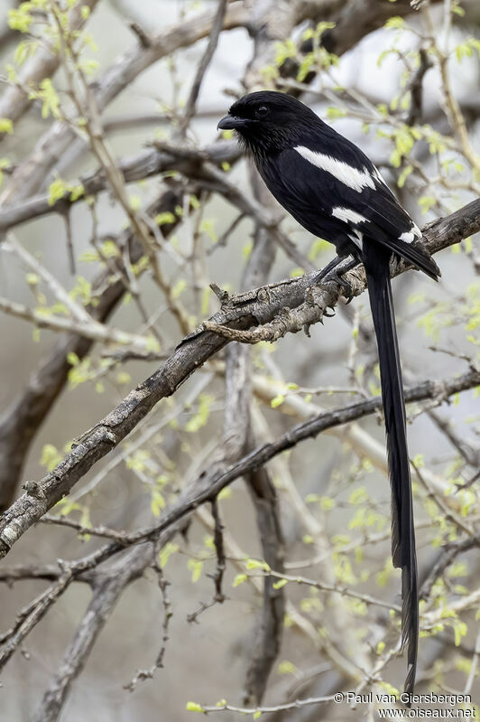 Magpie Shrikeadult