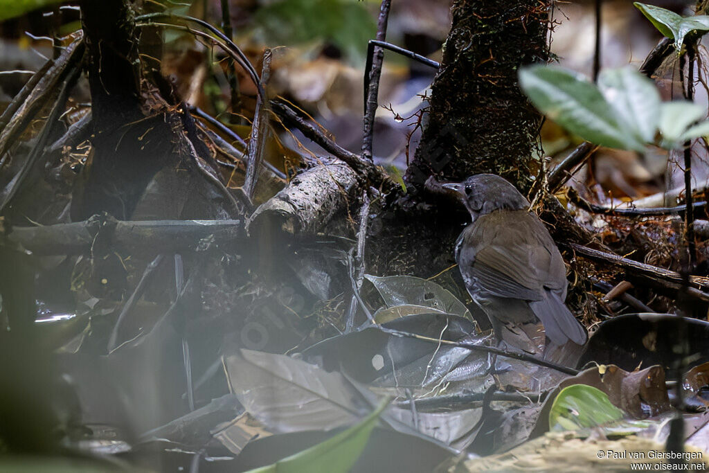 Corythopis à collieradulte