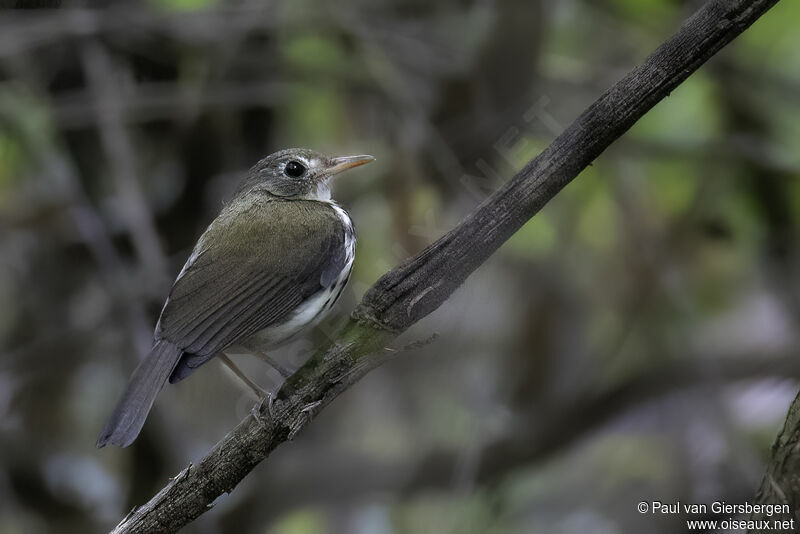 Southern Antpipitadult