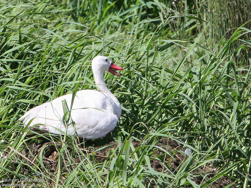 Coscoroba blancadulte, habitat, pigmentation, Nidification