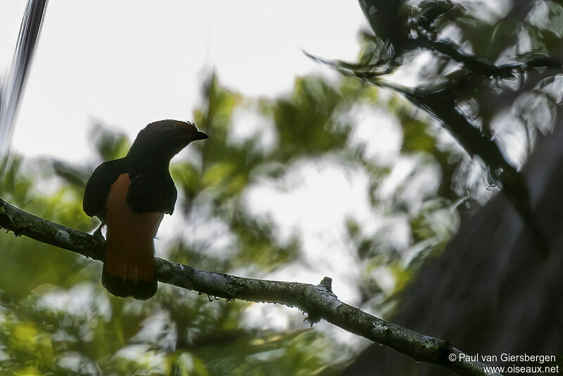 Black-necked Red Cotingaadult