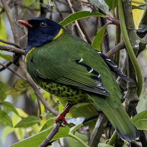 Cotinga à queue rayée