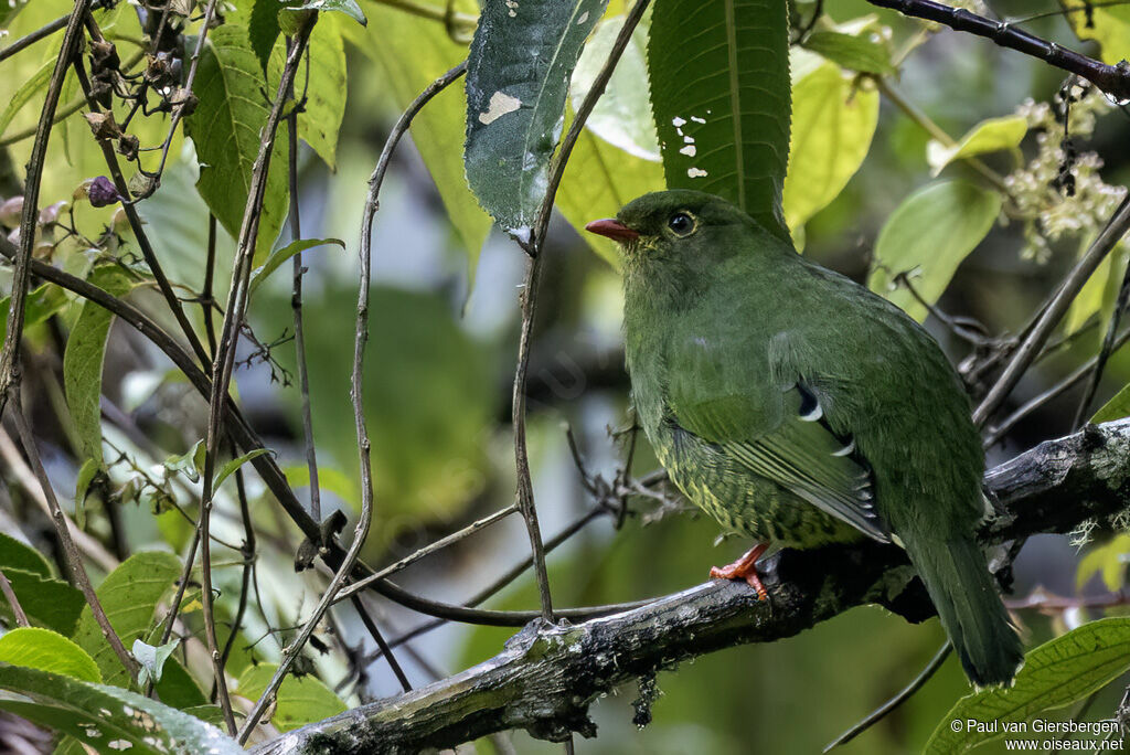 Cotinga à queue rayée femelle adulte