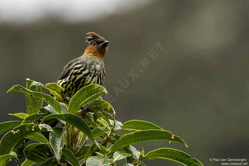 Cotinga à tête rousseadulte
