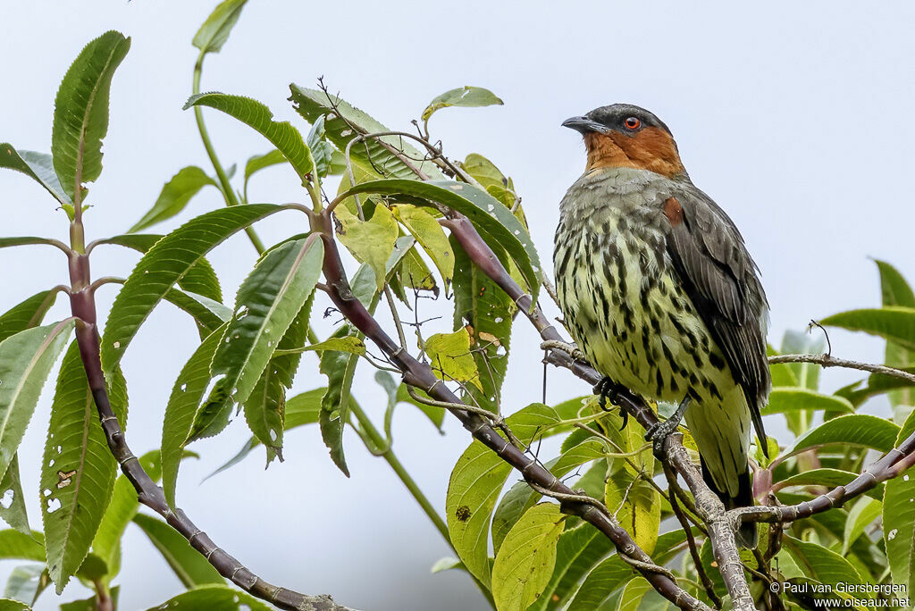 Chestnut-crested Cotingaadult