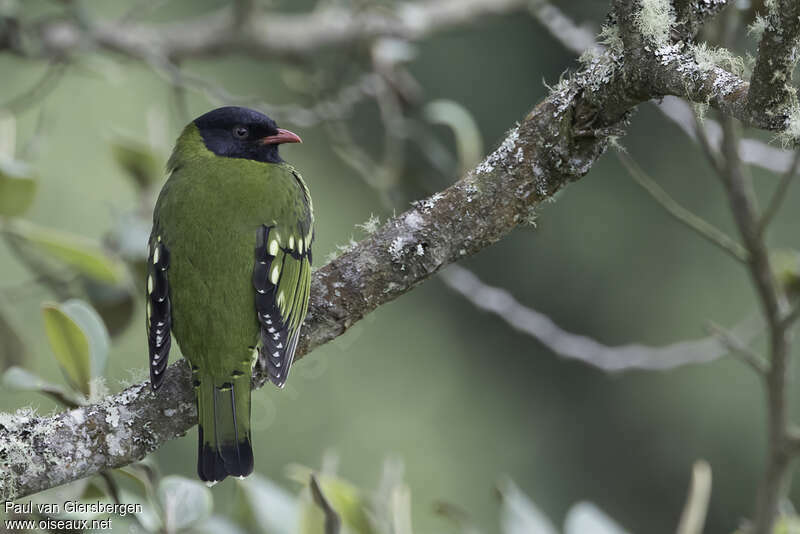 Cotinga barré mâle adulte, habitat, pigmentation