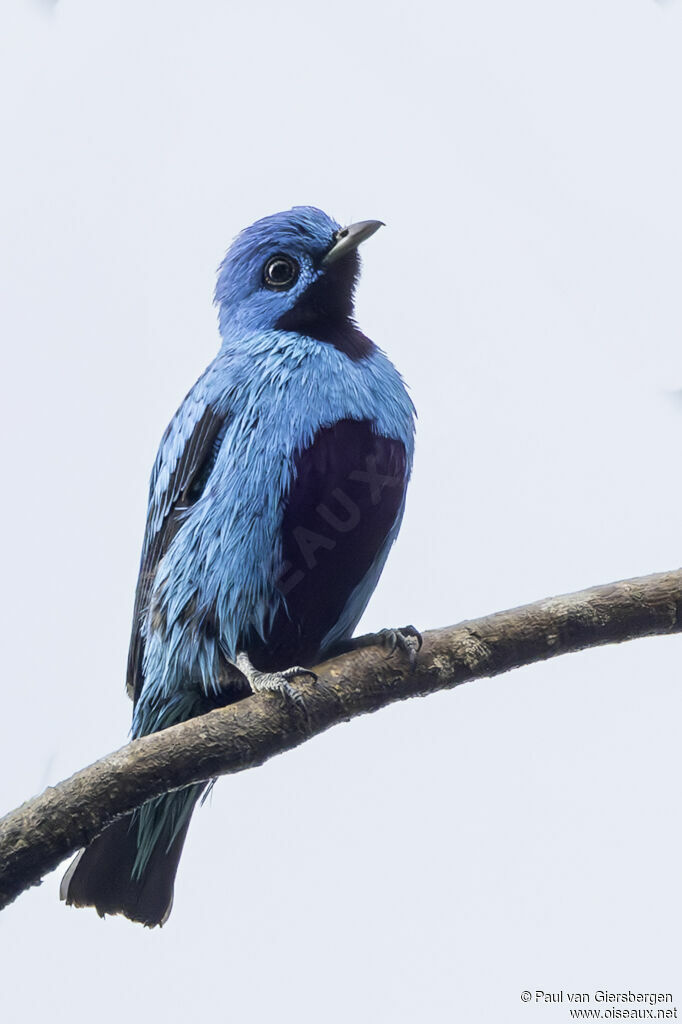 Cotinga bleu