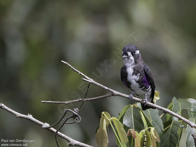 White-browed Purpletuft male adult, identification