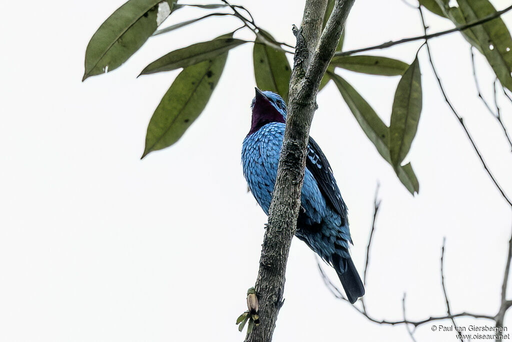 Cotinga de Cayenne mâle adulte