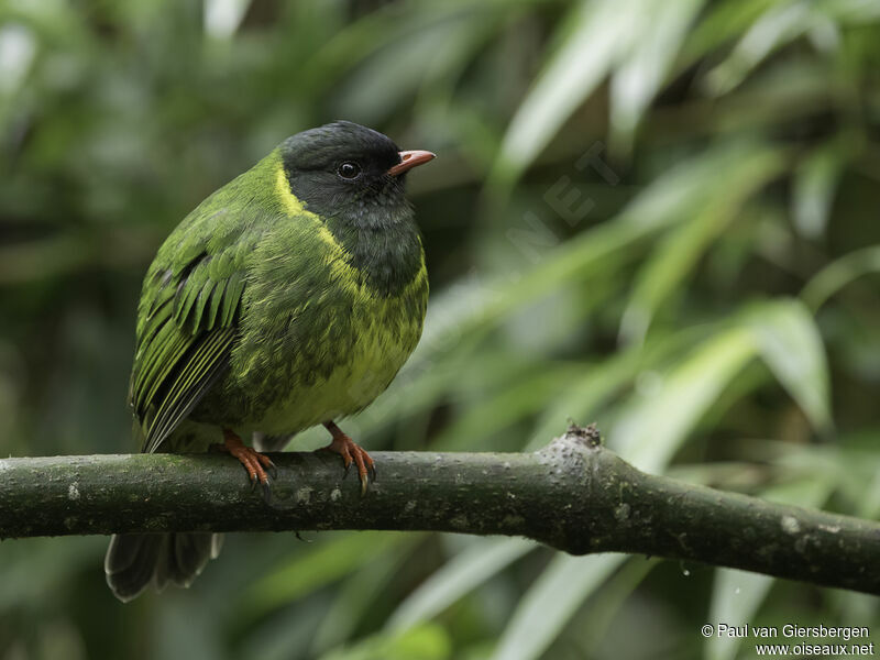 Cotinga vert et noir mâle adulte