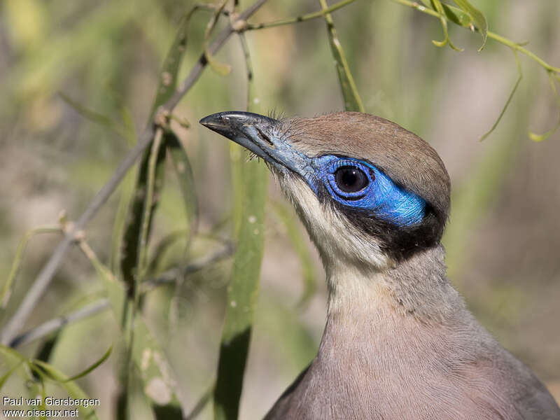 Olive-capped Couaadult, close-up portrait