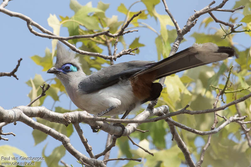 Crested Couaadult, identification