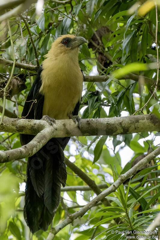 Buff-headed Coucaladult