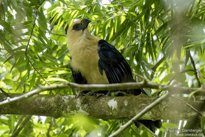 Coucal à tête fauveadulte