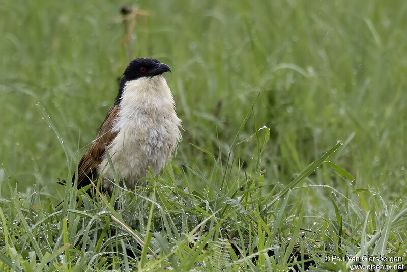 Coucal des papyrusadulte