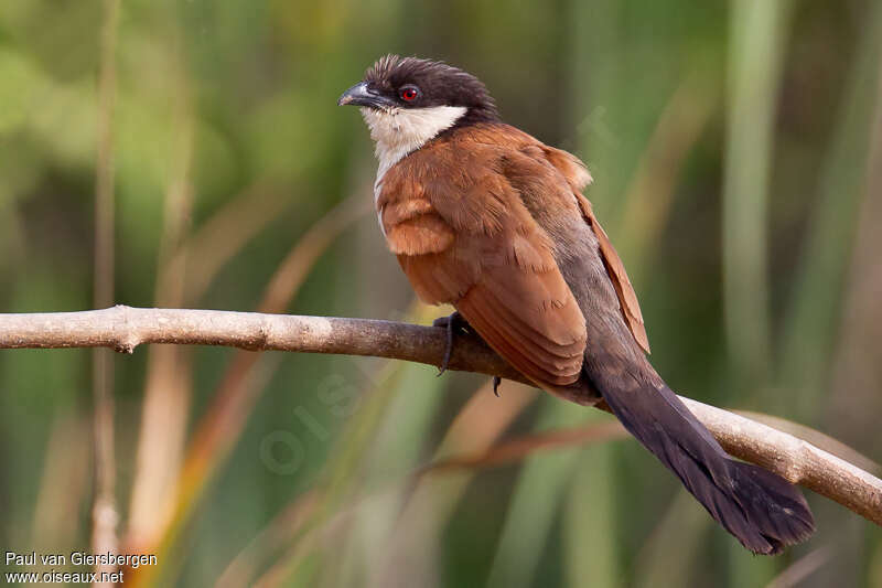 Senegal Coucaladult, identification