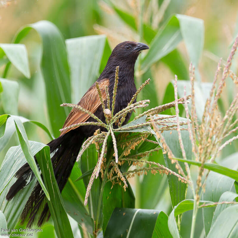 Lesser Coucaladult breeding, identification