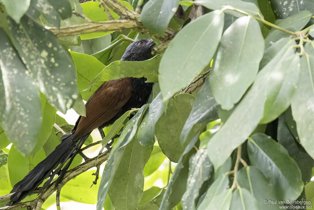 Coucal vertadulte