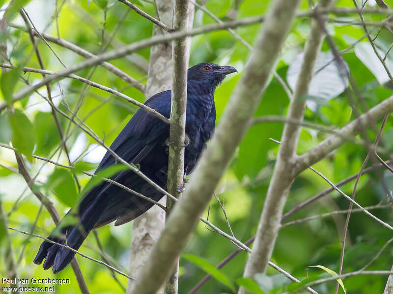 Black-billed Koeladult