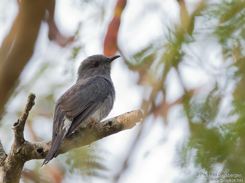 Grey-bellied Cuckooadult