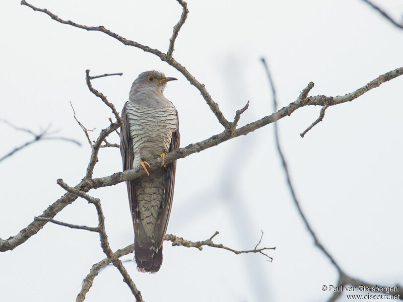 African Cuckoo