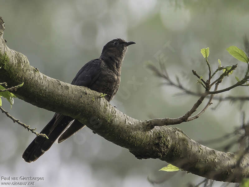 Black Cuckooadult, pigmentation