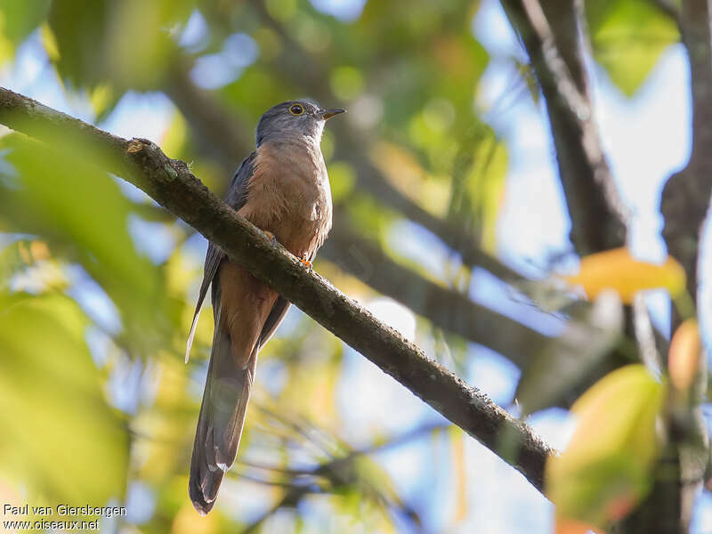 Sulawesi Brush Cuckooadult