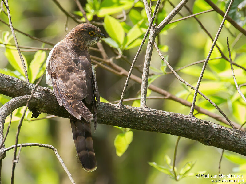 Hodgson's Hawk-Cuckooadult