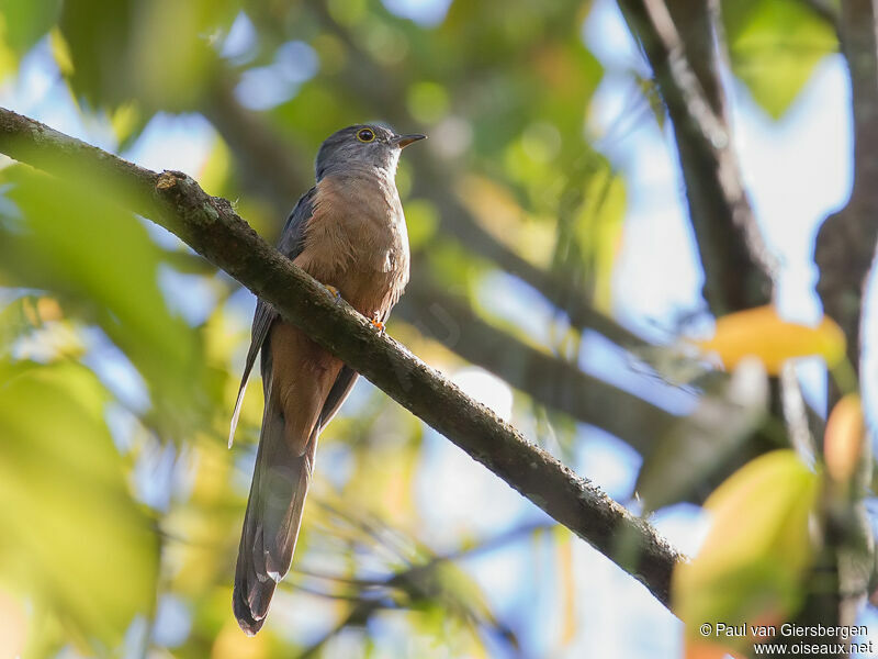 Brush Cuckoo