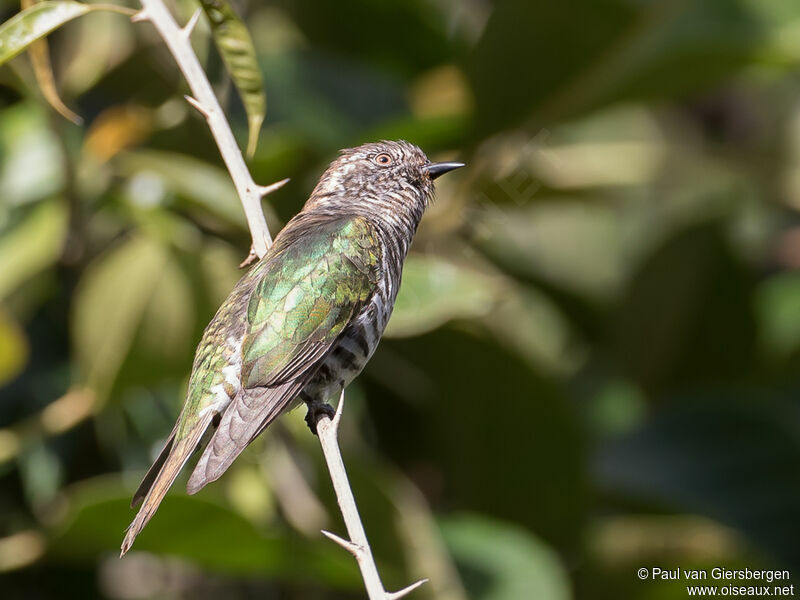 Shining Bronze Cuckooadult