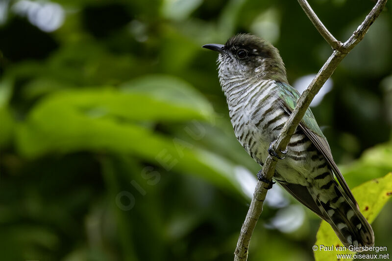 Shining Bronze Cuckooadult